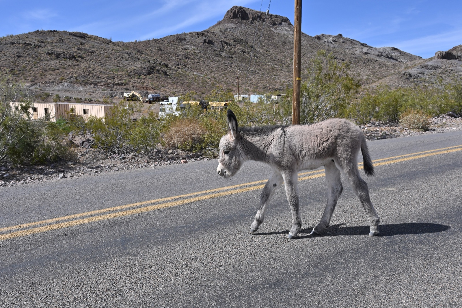 A young wild burro walking across the paved road in Oatman, Arizona, with desert hills behind